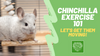 Chinchilla Exercise 101