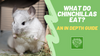 Chinchilla Nutrition: Everything You Need to Know