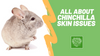 Chinchilla Skin Issues? Here's What You Need To Know.