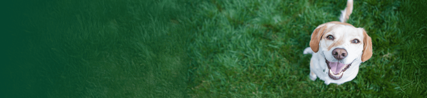 dog products at small pet select banner