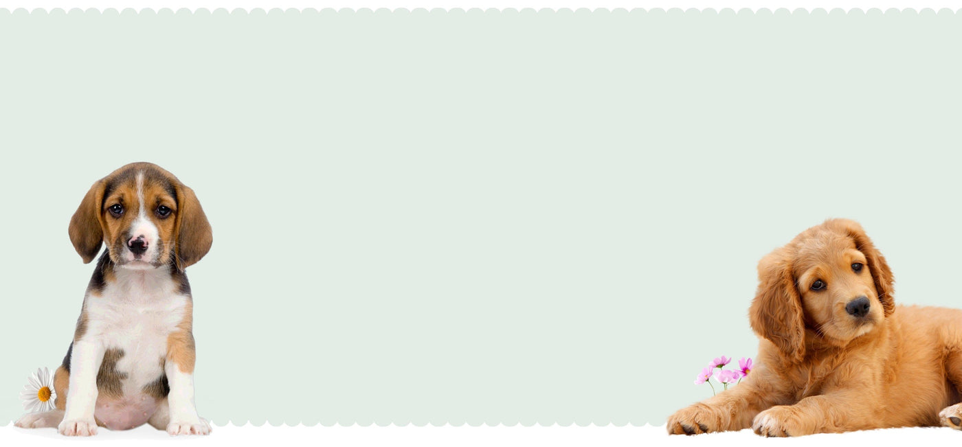 dog products at small pet select banner 2