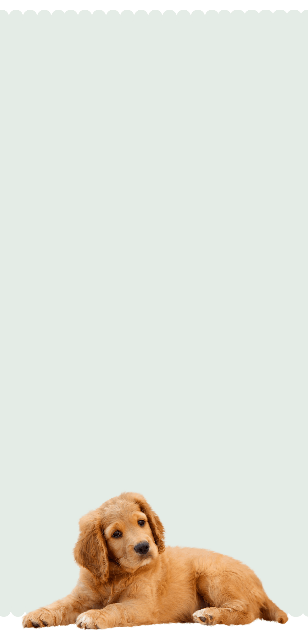 dog products at small pet select banner 2