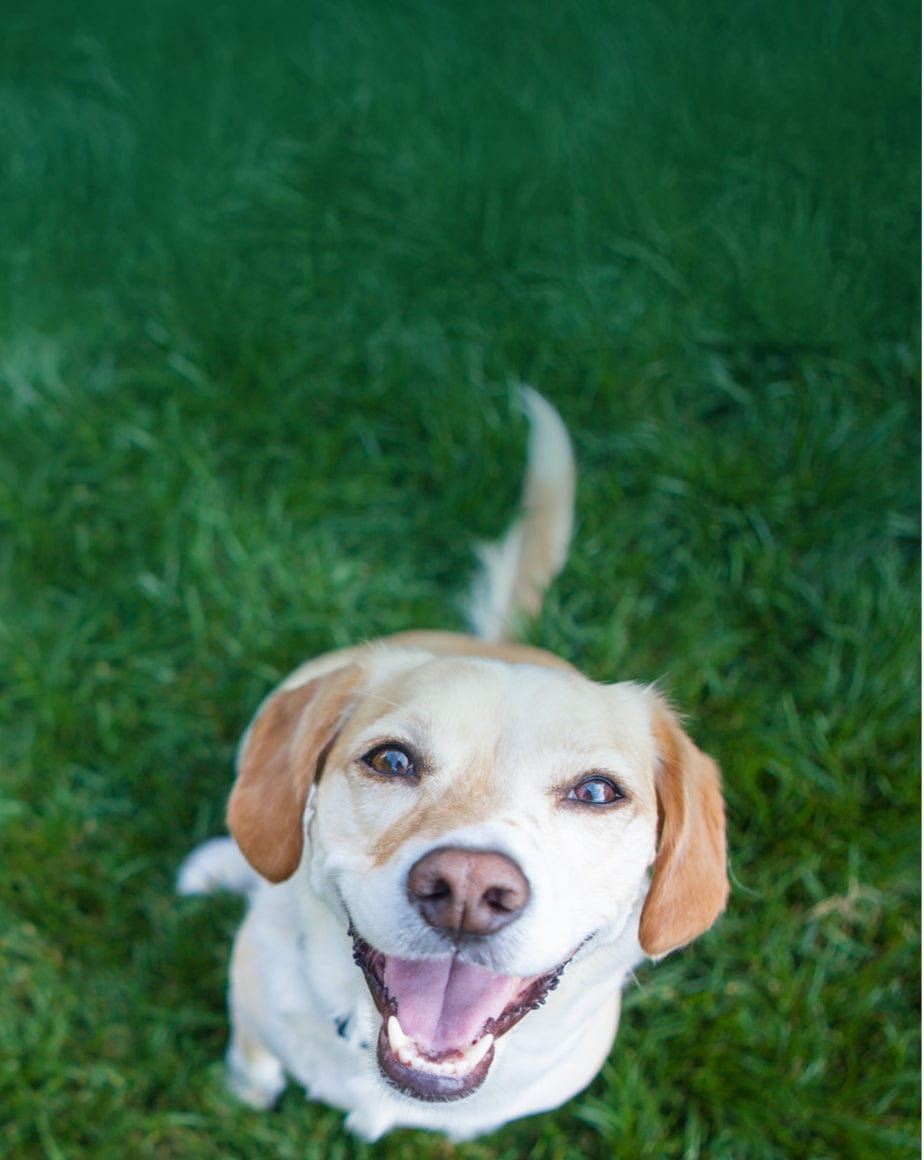 dog products at small pet select banner