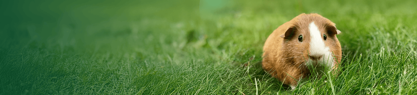 guinea pig products from small pet select banner