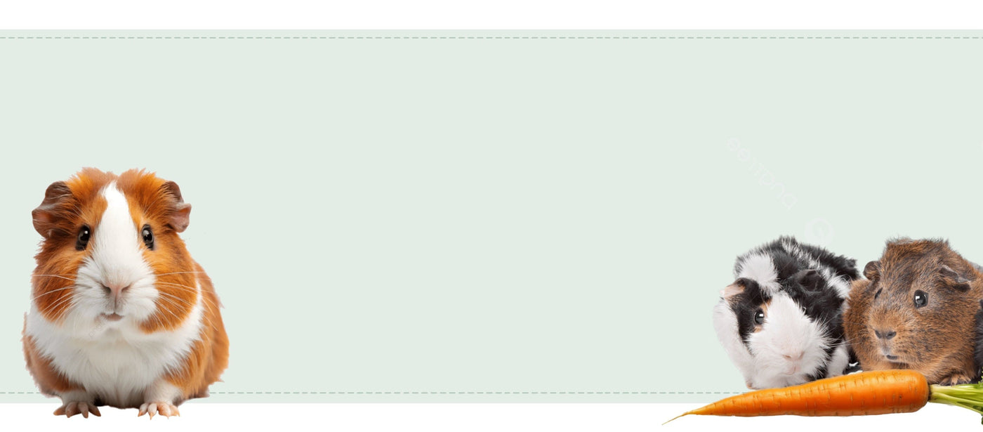 guinea pig products from small pet select banner