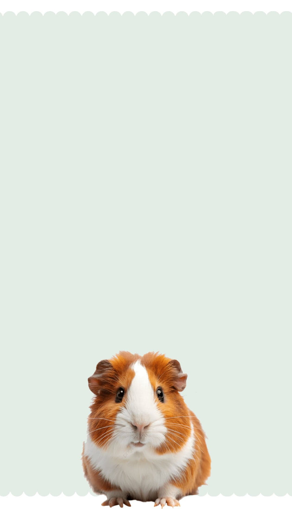 guinea pig products from small pet select banner mobile