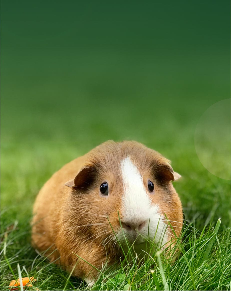 guinea pig products from small pet select banner mobile