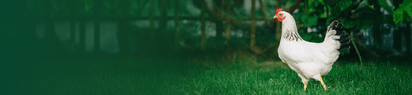 pillars chicken page hero