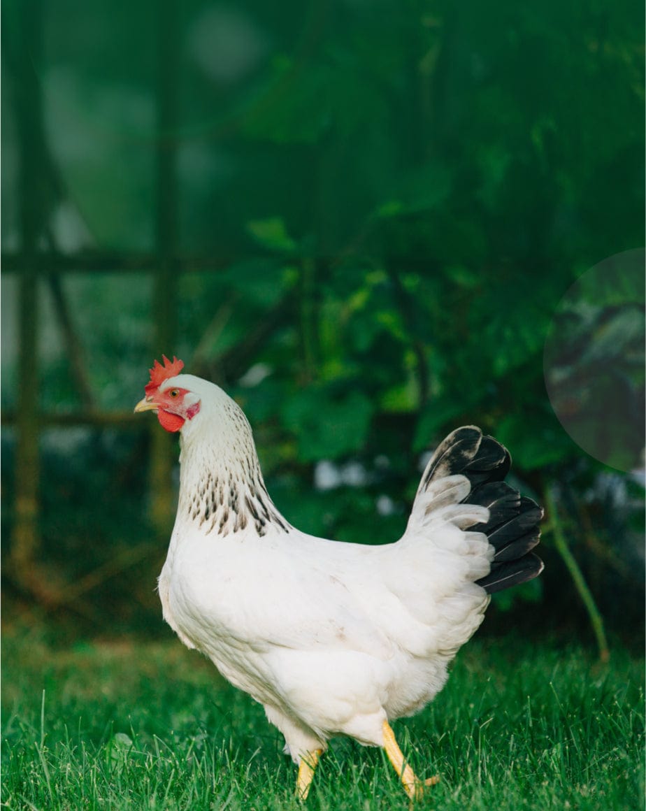 pillars chicken page hero