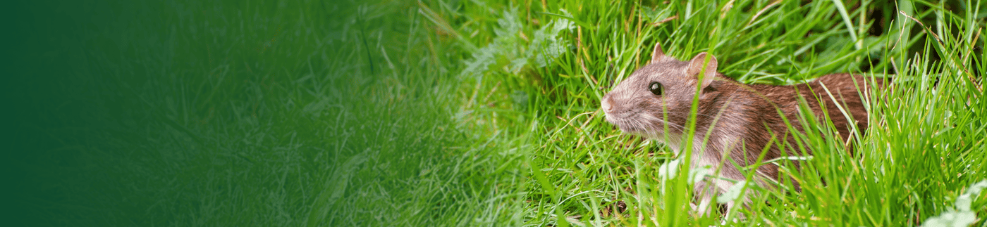 rat products from small pet select banner