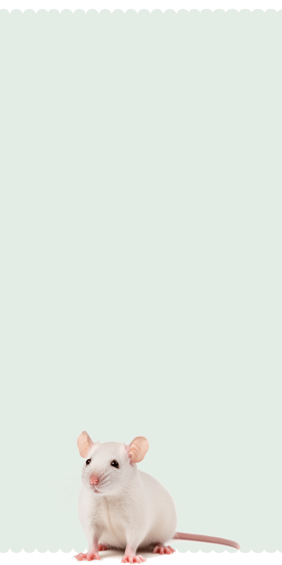 rat products from small pet select banner