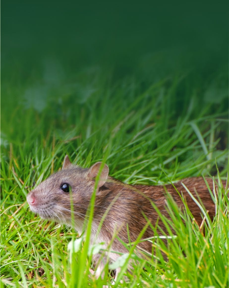 rat products from small pet select banner