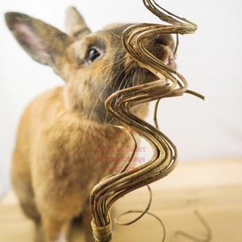 smallpetselect-uk,Curly Q Stick