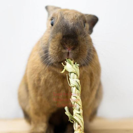 smallpetselect-uk,Rye Fidget Sticks (4 sticks)