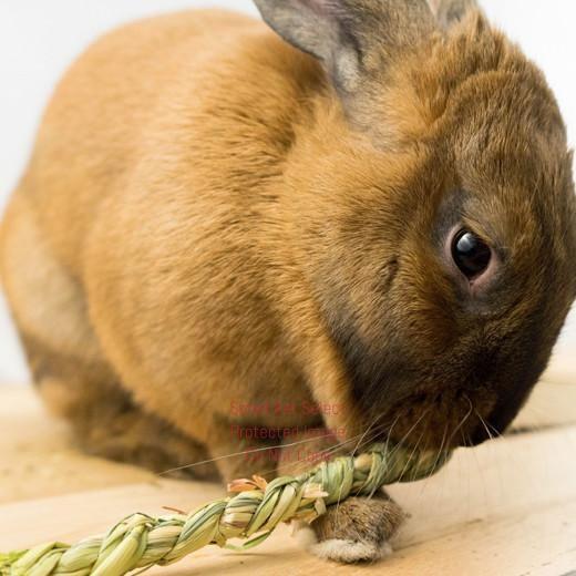 smallpetselect-uk,Rye Fidget Sticks (4 sticks)