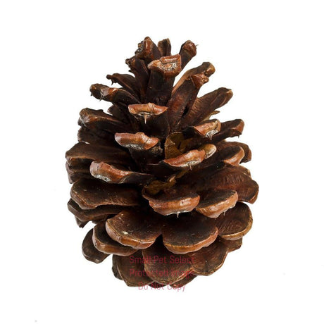 smallpetselect-uk,Totally Natural Pinecone