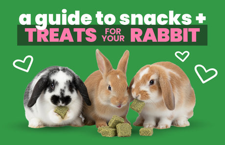 A Guide To Snacks & Treats For Your Rabbit