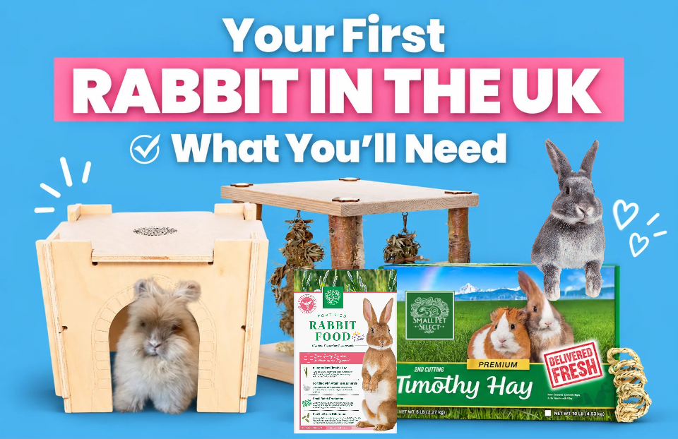 Your First Rabbit in the UK: What You Actually Need - and What You Don't