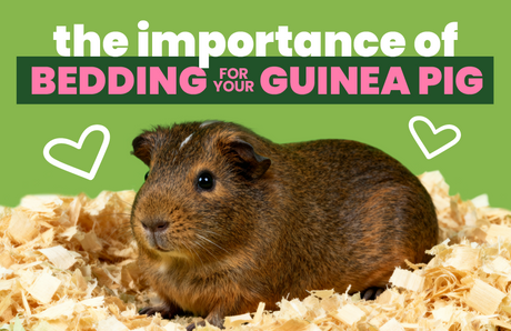 The Importance Of Bedding For Your Guinea Pig