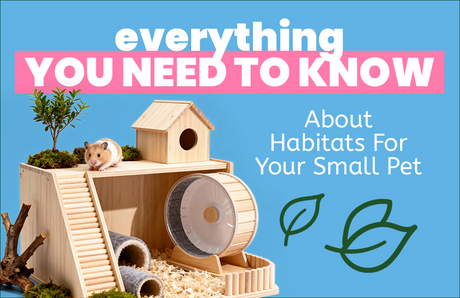 Everything You Need to Know About Habitats for Your Small Pet