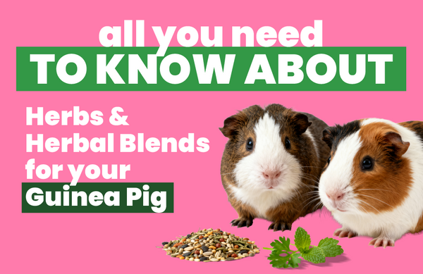 All You Need To Know About Herbs & Herbal Blends For Your Guinea Pig ...