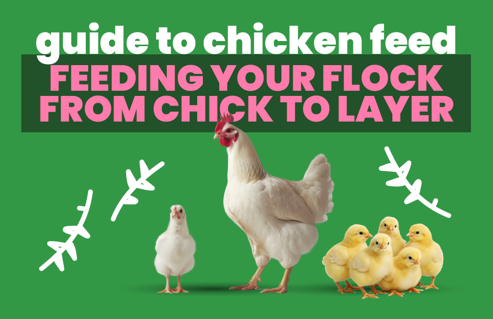 Guide to Chicken Feed: Feeding Your Flock from Chick to Layer
