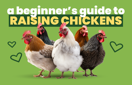 A Beginner’s Guide to Raising Chickens
