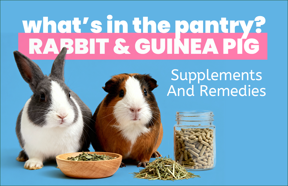 What’s In The Pantry? Rabbit and Guinea Pig Supplements and Remedies ...