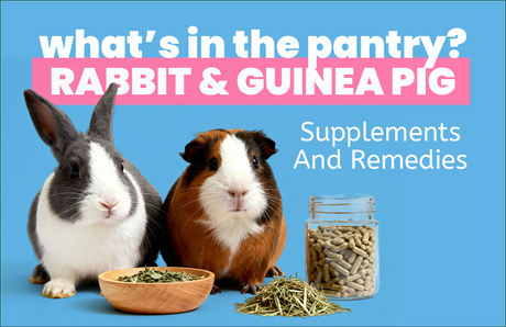 What’s In The Pantry? Rabbit and Guinea Pig Supplements and Remedies