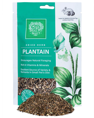 Plantain