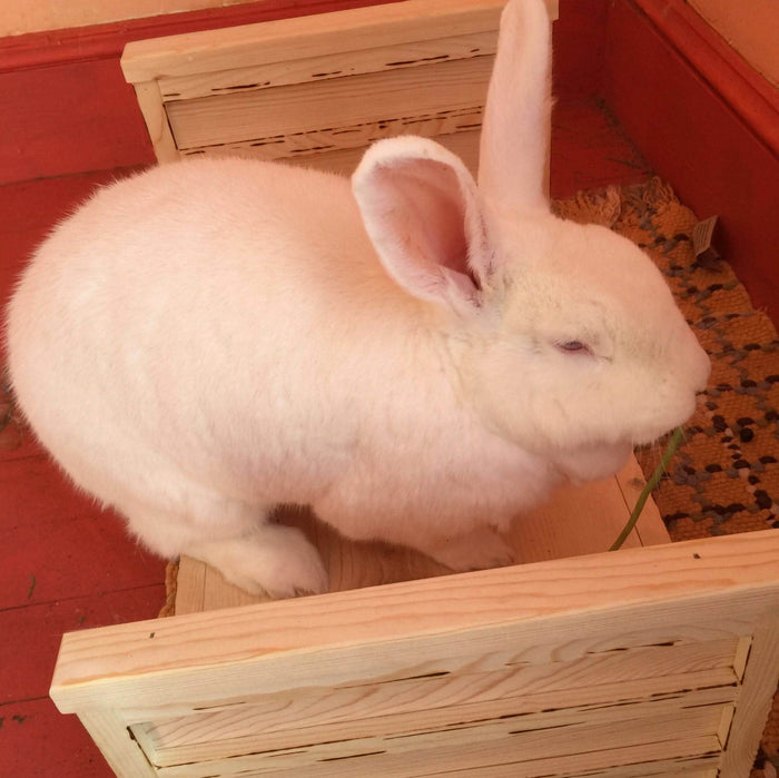 The Best Bed Ever, :Smallpetselect