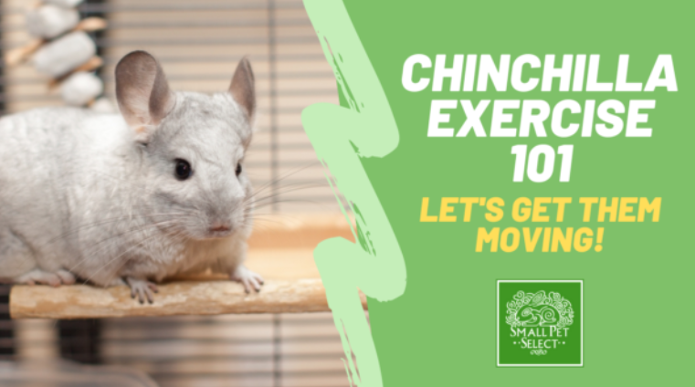 Chinchilla Products Small Pet Select UK