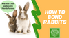 Warning: Avoid This When Bonding Rabbits