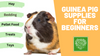5 Essential Guinea Pig Supplies Every Beginner Needs
