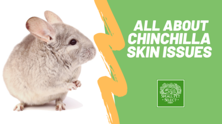 Chinchilla Products Small Pet Select UK