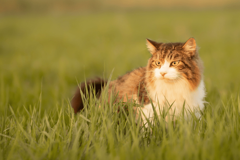 cat care resources