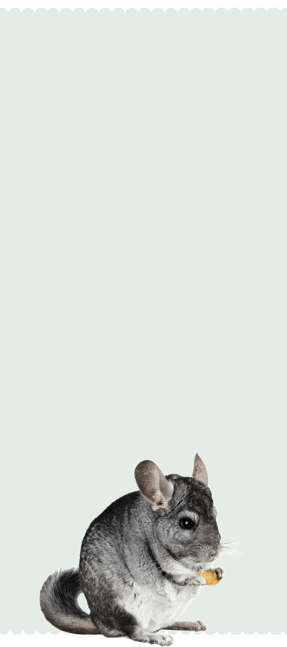 chinchilla_products small pet select 2 banner