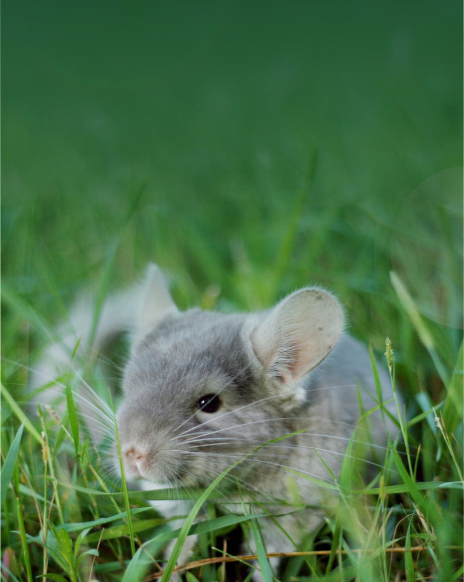chinchilla_products small pet select