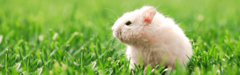 gerbil, hamster, and mouse care resources