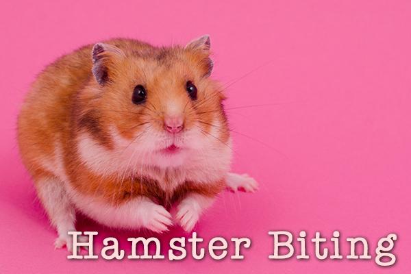 Hamster shops near store me