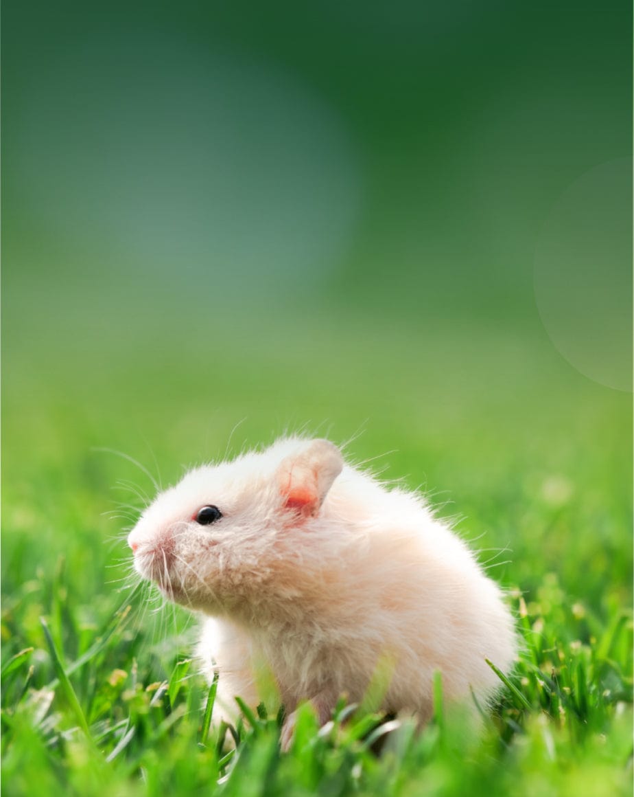hamster products at small pet select banner