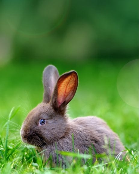 rabbit products from small pet select banner