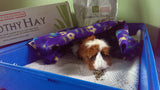 Premium Guinea Pig Food Pellets