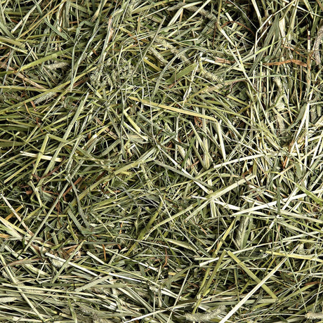 1st Cutting Timothy Hay