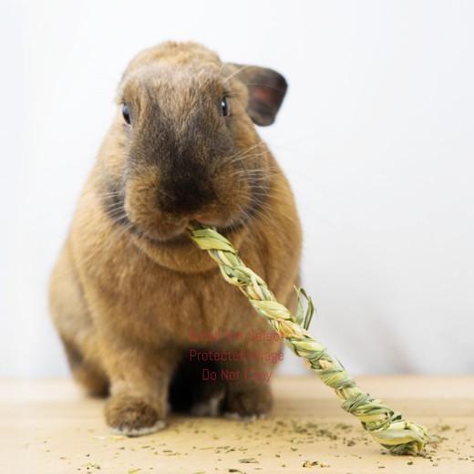 smallpetselect-uk,Rye Fidget Sticks (4 sticks)